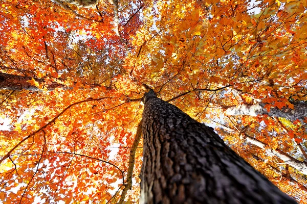 Дерево восени з сонцем — стокове фото