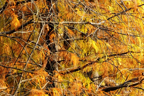 Gold Autumn — Stock Photo, Image