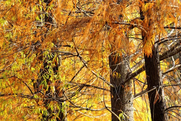 Otoño dorado —  Fotos de Stock