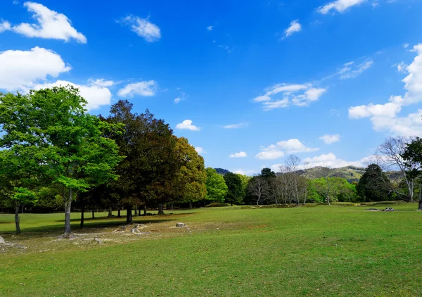 Árboles forestales — Foto de Stock