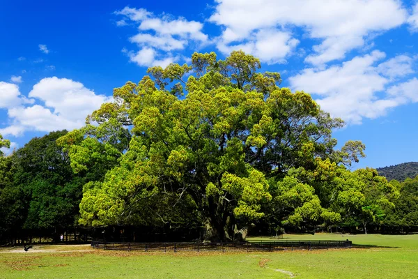 Waldbäume — Stockfoto