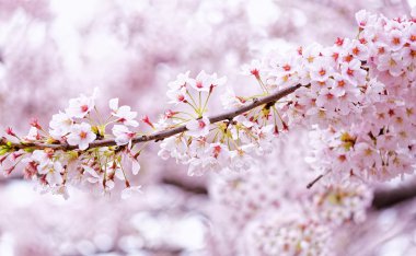 Sakura çiçeği çiçek