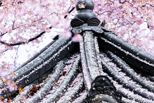 Sakura infront van Japanse tempel — Stockfoto