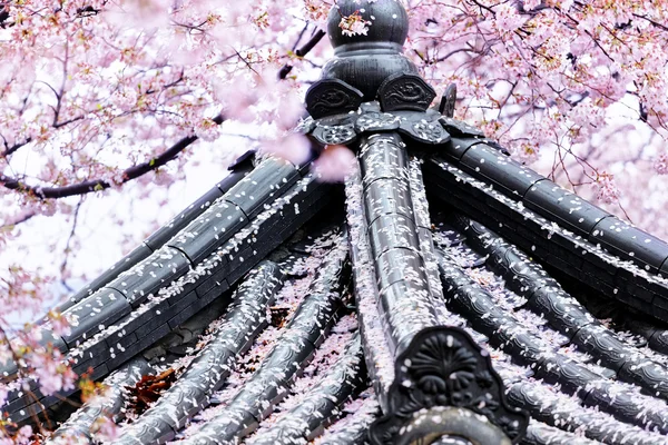 Sakura vor japanischem Tempel — Stockfoto