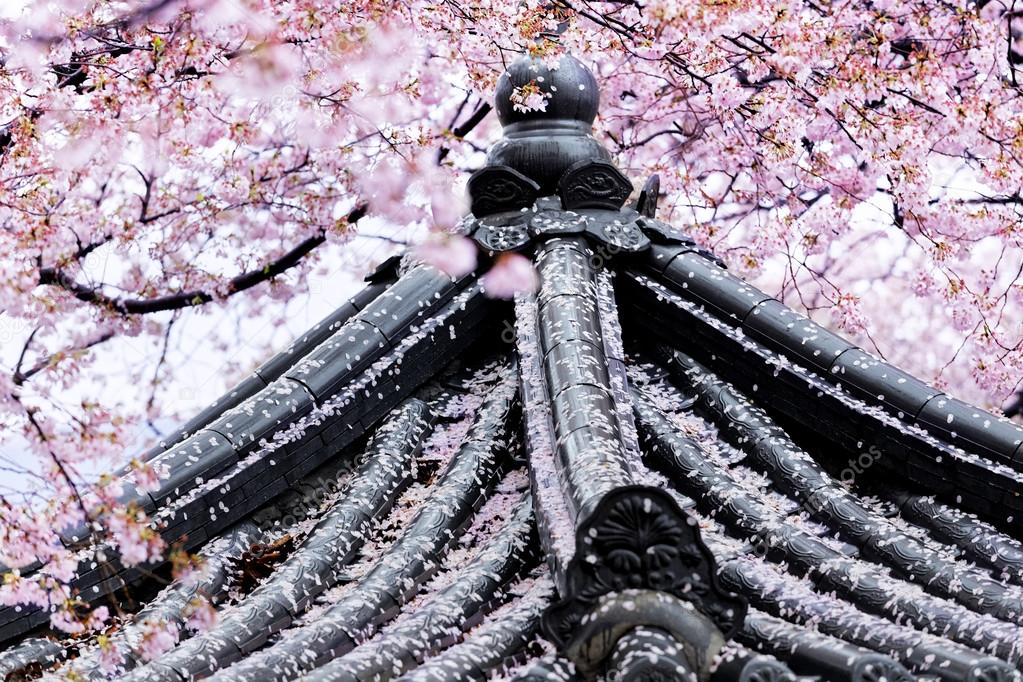 Sakura infront of japanese temple