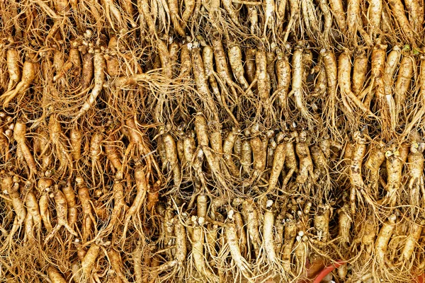 Multidão de ginseng real — Fotografia de Stock