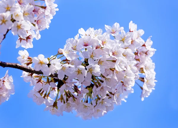 Blooming apple tree — Stock Photo, Image