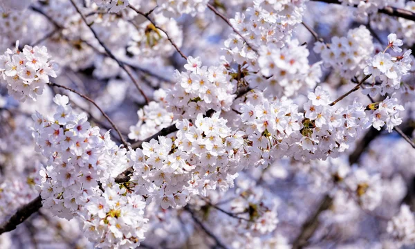 Sakura con flores rosas —  Fotos de Stock