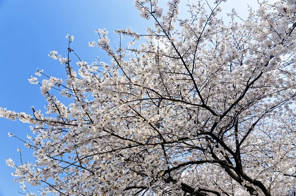 Sakura with pink flowers — Stock Photo, Image