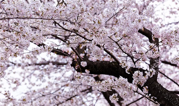 Άνθηση sakura με ροζ λουλούδια — Φωτογραφία Αρχείου