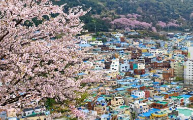 Sakura tree at Gamcheon Culture Village, Busan clipart