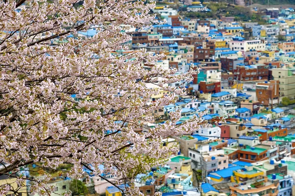 Sakura ağacı Gamcheon kültür Köyü, Busan — Stok fotoğraf
