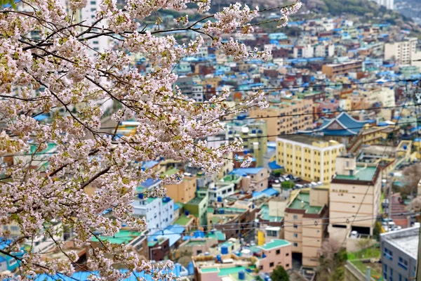 Sakura ağacı Gamcheon kültür Köyü, Busan — Stok fotoğraf