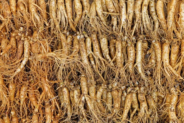 Crowd of real ginseng — Stock Photo, Image