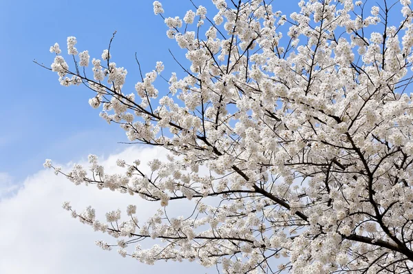 Branches of blooming apple tree — Stock Photo, Image