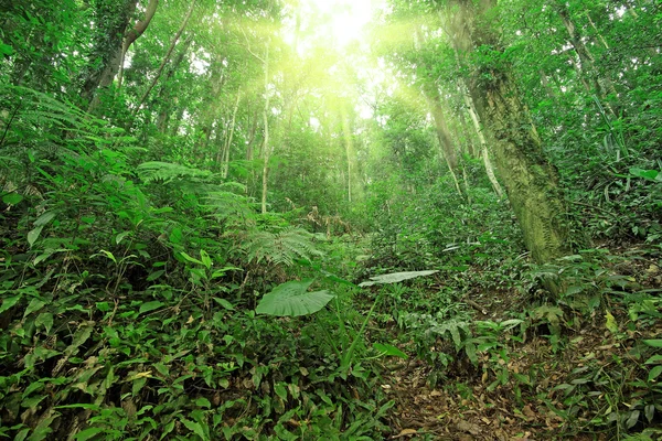 Foresta arborea in primavera — Foto Stock