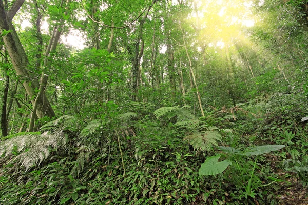 Träd skog under våren — Stockfoto