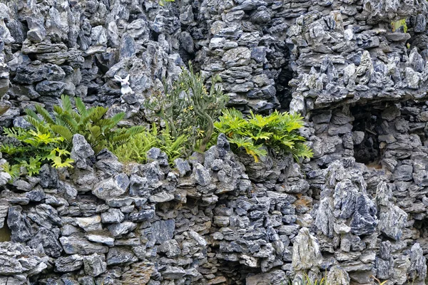 石头和草背景 — 图库照片