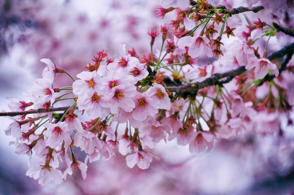 Bela flor de cerejeira sakura — Fotografia de Stock