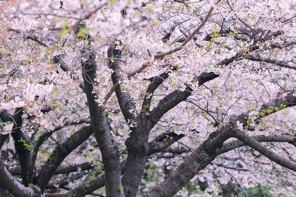 桜さくら — ストック写真
