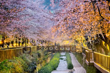 kiraz çiçekleri sakura gün batımında