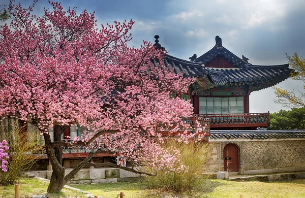 Mooie roze kersenbloesem Sakura — Stockfoto