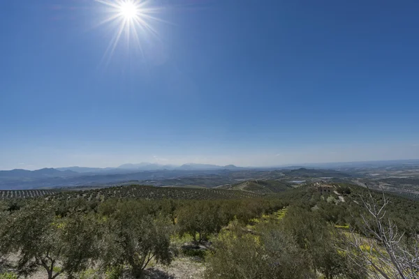 Uitzicht over de olijfbomen in de buurt van Cazorla bergketen — Stockfoto