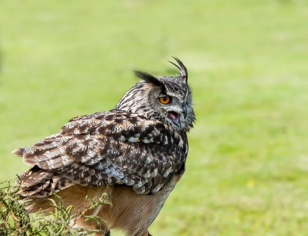 European Eagle Owl — Stock Photo, Image