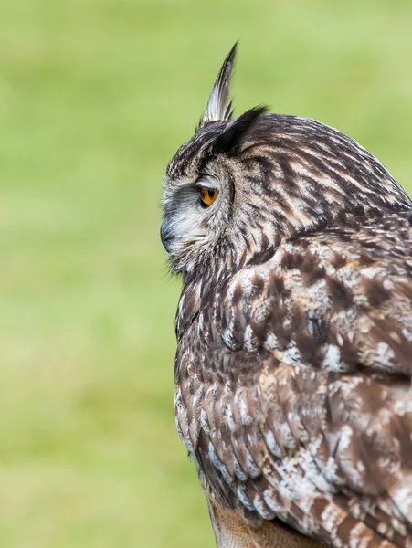 European Eagle Owl — Stock Photo, Image