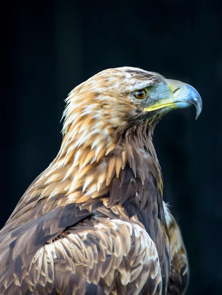 Steinadler — Stockfoto