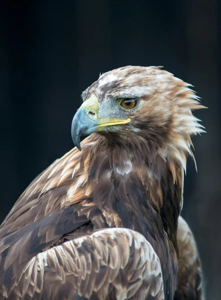 Águila real — Foto de Stock