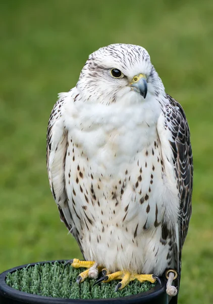 Falco striscione — Foto Stock