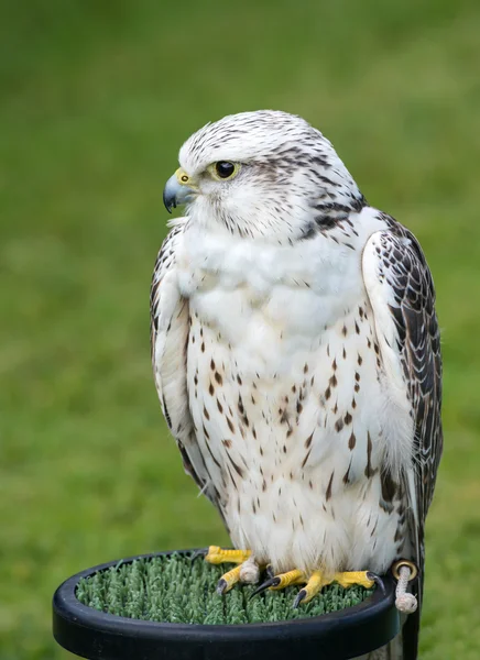 Halcón lanner —  Fotos de Stock