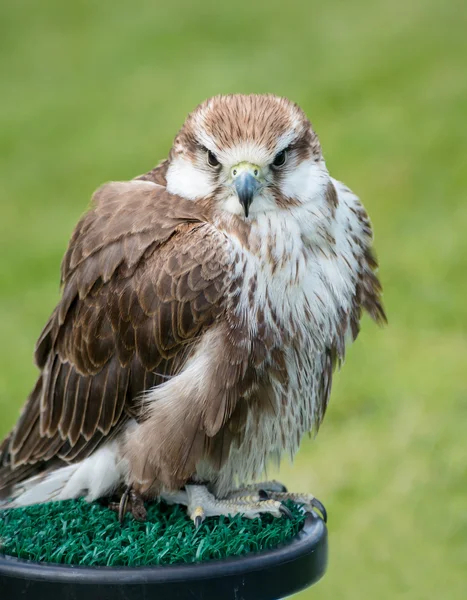 Falkenschwärmer — Stockfoto