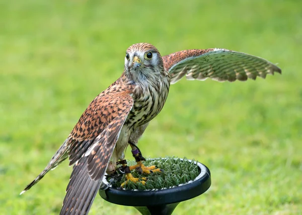 Kestrel. — Fotografia de Stock