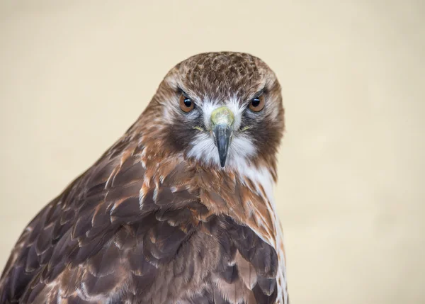 Red Tailed Buzzard — Stock Photo, Image