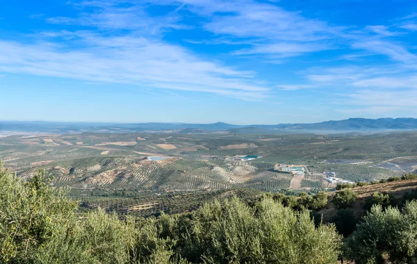 Vista dos sulcos de azeitona — Fotografia de Stock