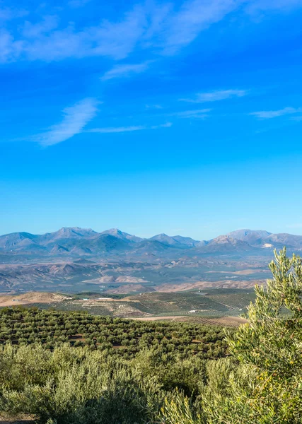 Vista dos sulcos de azeitona — Fotografia de Stock