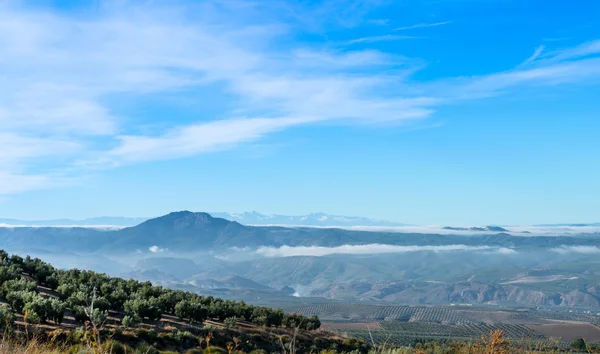 Vista dos sulcos de azeitona — Fotografia de Stock