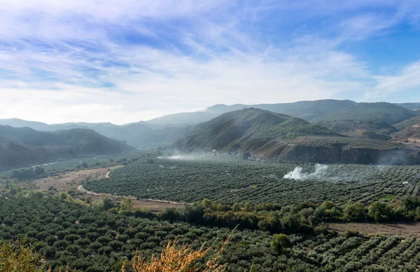 Vista dos sulcos de azeitona — Fotografia de Stock