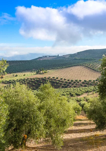 Vue des rainures d'olivier — Photo