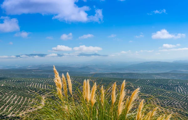 View South from Ubeda — Stock Photo, Image