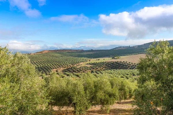 Vista dos sulcos de azeitona — Fotografia de Stock