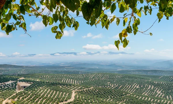 Vista Sud da Ubeda — Foto Stock