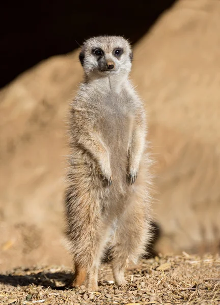 关闭一个meerkat — 图库照片
