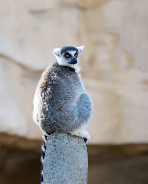 Anel cauda Lemur — Fotografia de Stock