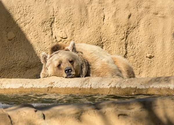 Urso marrom dormindo — Fotografia de Stock