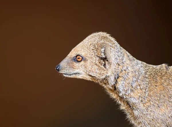 Trpasličí mongoose — Stock fotografie