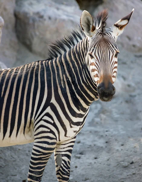Zebra. Imagens De Bancos De Imagens