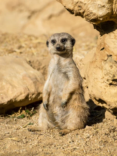 Gros plan d'une suricate Images De Stock Libres De Droits